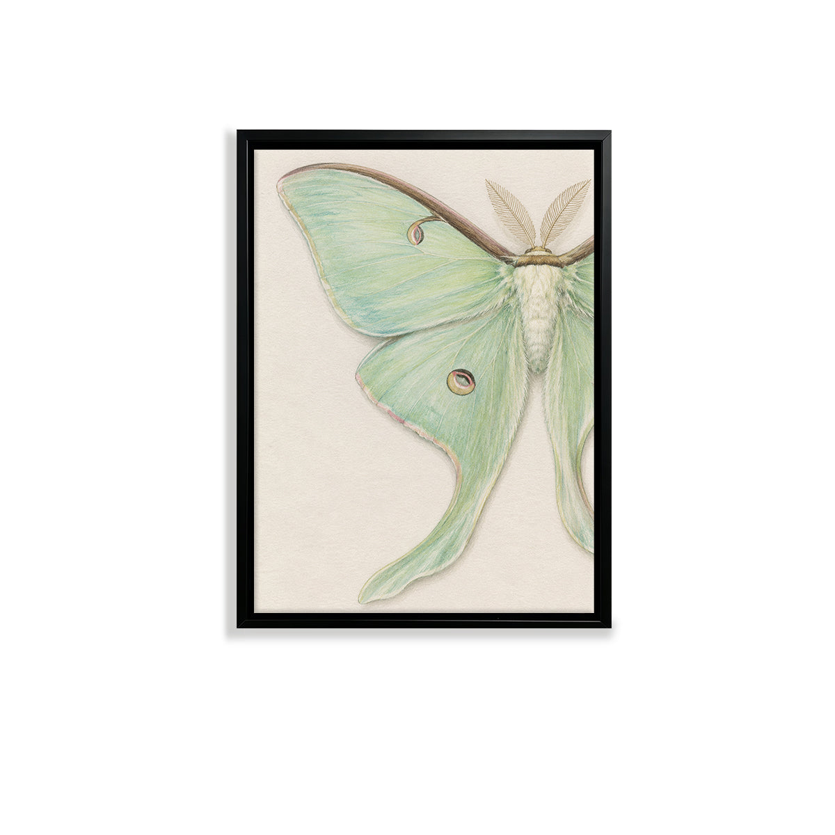 Framed Art Print of a Luna Moth, Botanical Style, High-Quality Paper, Perfect for Home Decor in Any Room
