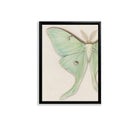 Framed Art Print of a Luna Moth, Botanical Style, High-Quality Paper, Perfect for Home Decor in Any Room