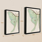 Framed Art Print of a Luna Moth, Botanical Style, High-Quality Paper, Perfect for Home Decor in Any Room