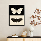 Framed Butterfly Art Print Featuring White and Black Moth Designs, Elegant Home Decor for Any Room