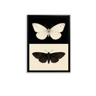 Framed Butterfly Art Print Featuring White and Black Moth Designs, Elegant Home Decor for Any Room
